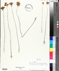 Utricularia juncea image