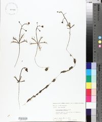 Utricularia inflata image