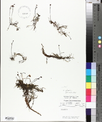 Utricularia gibba image