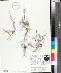 Utricularia gibba image