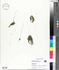 Utricularia gibba image