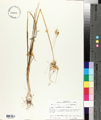 Allium canadense var. canadense image