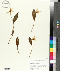 Erythronium rostratum image