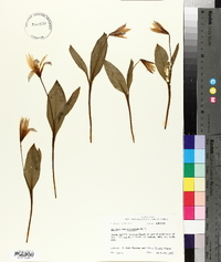 Erythronium rostratum image