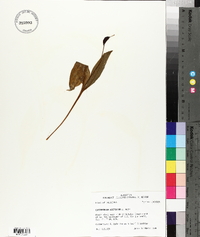 Erythronium rostratum image