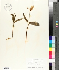 Erythronium rostratum image