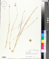 Allium canadense var. mobilense image