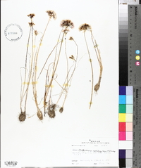 Allium canadense var. mobilense image