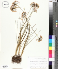 Allium canadense var. mobilense image