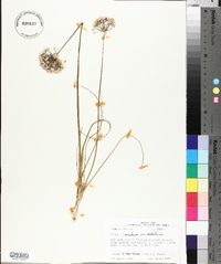 Allium canadense var. mobilense image