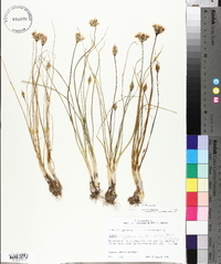 Allium canadense var. mobilense image