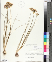 Allium canadense var. mobilense image