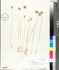 Allium canadense var. mobilense image