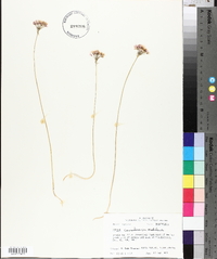 Allium canadense var. mobilense image