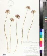 Allium canadense var. mobilense image