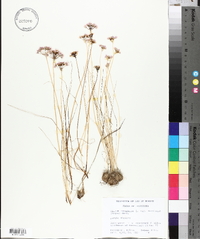 Allium canadense var. mobilense image