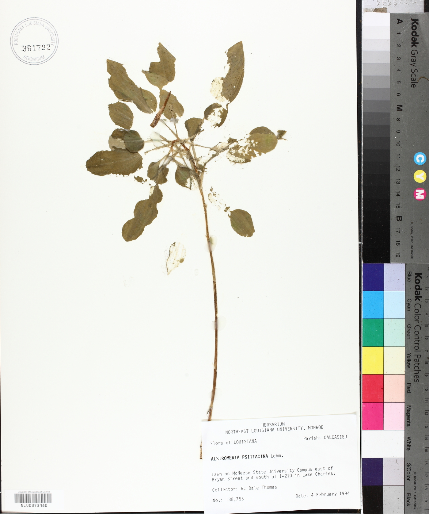 Alstroemeria psittacina image