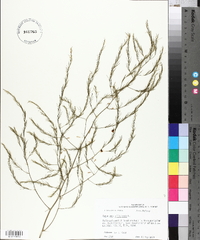 Asparagus officinalis image