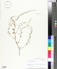 Asparagus officinalis image