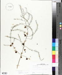 Asparagus officinalis image