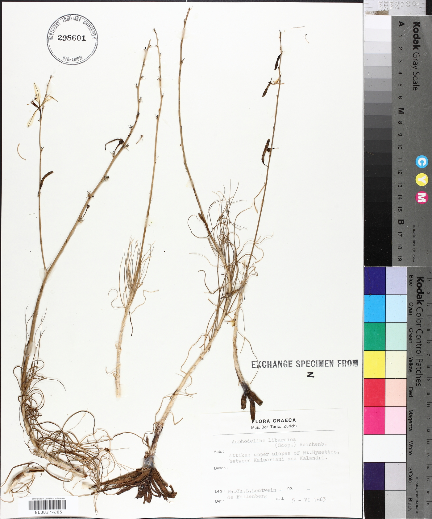 Asphodeline liburnica image