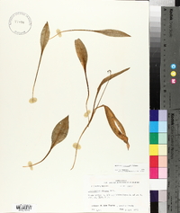 Erythronium rostratum image