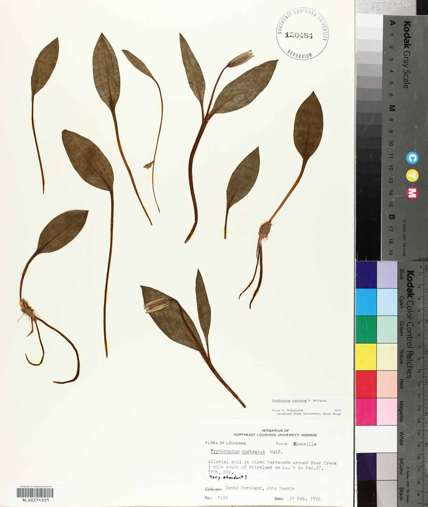 Erythronium rostratum image
