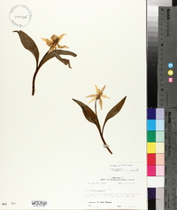 Erythronium rostratum image