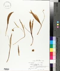 Erythronium albidum var. mesochoreum image