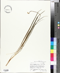 Camassia angusta image