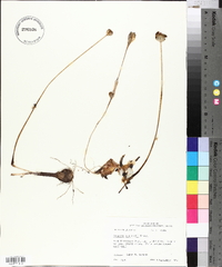 Zephyranthes chlorosolen image