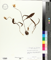 Erythronium mesochoreum image