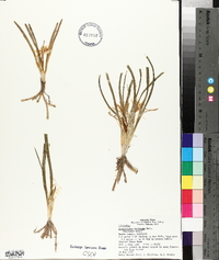 Leucocrinum montanum image