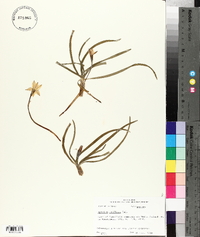 Ipheion uniflorum image