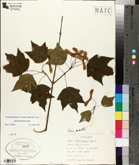 Acer leucoderme image