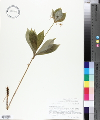 Medeola virginiana image