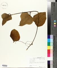 Smilax bona-nox image