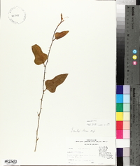 Smilax bona-nox image