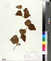 Smilax bona-nox image