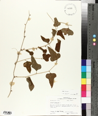 Smilax bona-nox image