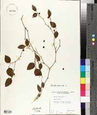 Smilax bona-nox image