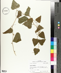 Smilax bona-nox image