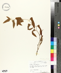 Smilax auriculata image