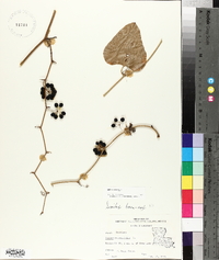 Smilax bona-nox image