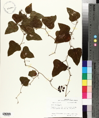 Smilax bona-nox image