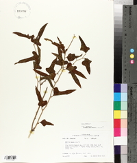 Smilax bona-nox image