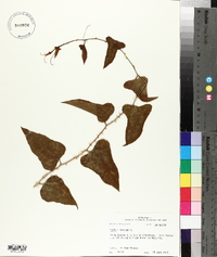 Smilax bona-nox image