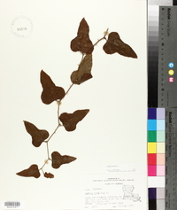 Smilax bona-nox image