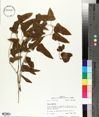 Smilax bona-nox image