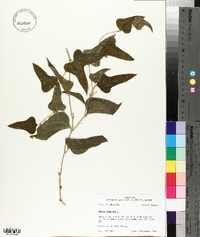 Smilax bona-nox image